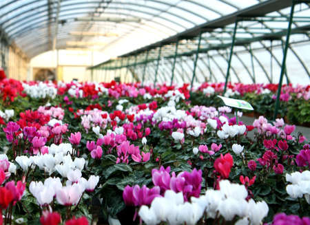 series of vases of flowers violets and cyclamen in a greenhouse in winter  の写真素材