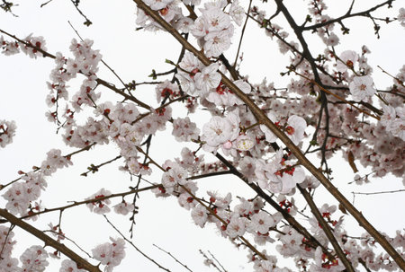 delicate white flowers of an apricot tree in spring