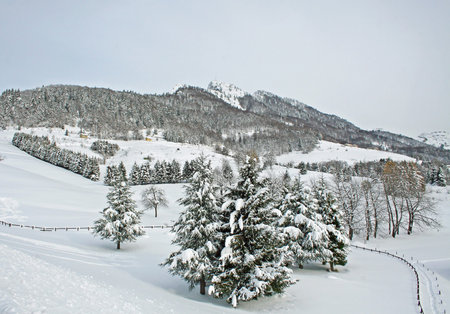 snow-covered mountains and trees