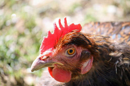 head of a chicken with sticky beak and Crestの写真素材