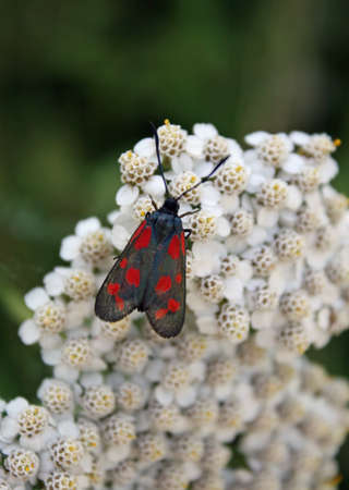 Black Butterfly with red dots above the small white flowers in springの写真素材