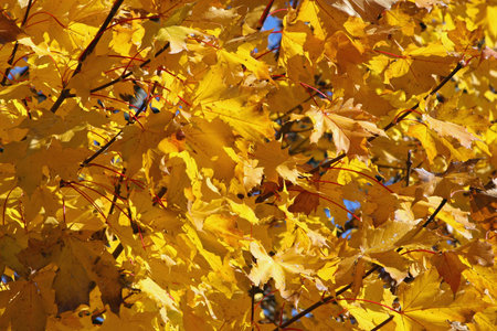 large yellow or orange tree leaves in autumn