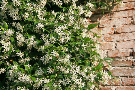 fragrant white jasmine and an old red brick wall