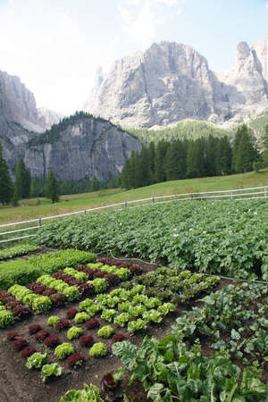 Garden with fruit and vegetables in the field among the mountainsの写真素材