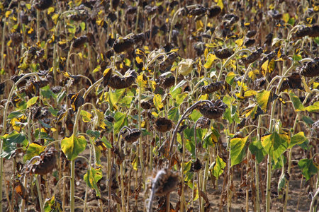 Sunflower flower buckets ready for harvesting for use its valuable seedsの写真素材