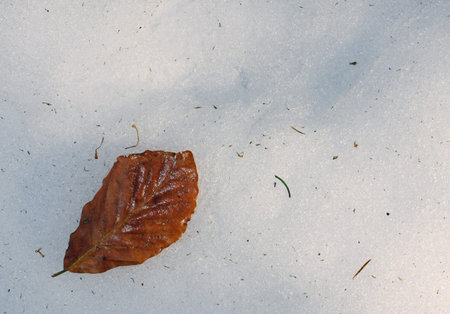 deciduous leaf lying on a bed of white snow in winterの写真素材