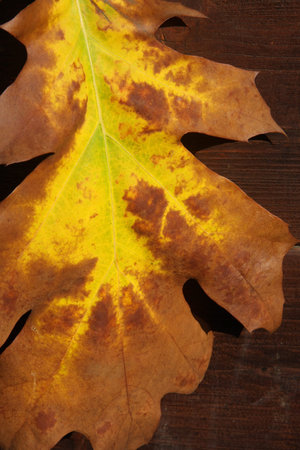 yellow and brown leaves fall from the tree in autumn