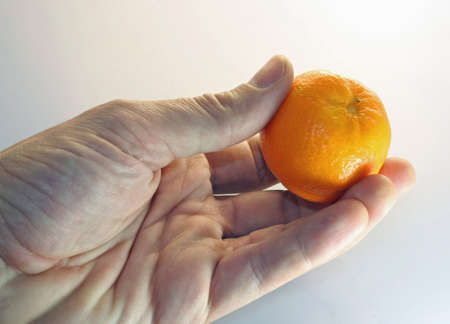 adult hand holding a Mandarin orange Mediterranean claimsの写真素材