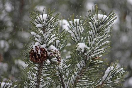branches of a pine green during the snowstorm with dry pinecones