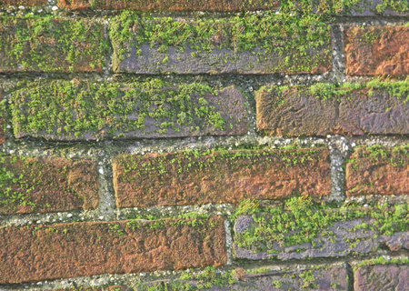 old wet brick wall exposed to the North with a lot of green moss and lichensの写真素材