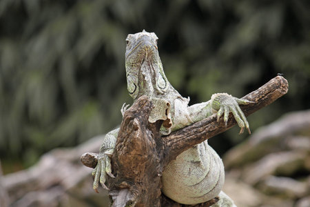 mighty iguana or komodo dragon gets hot in the Sun on a branch
