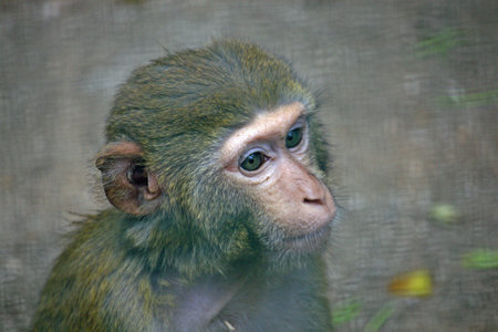 sad face of a young monkey with bright eyes