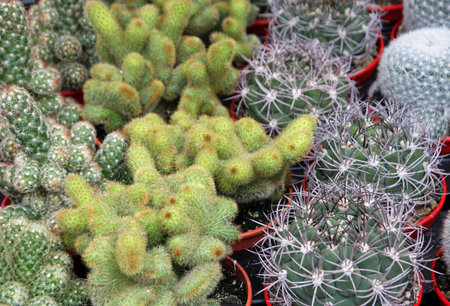 series of potted cactus for sale at the market of florists
