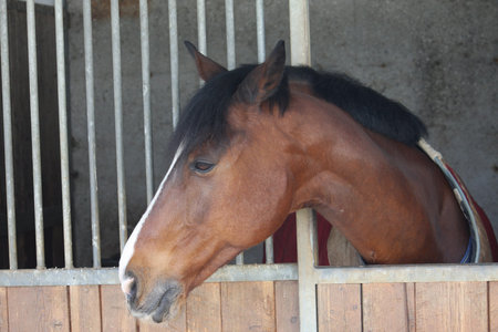muzzle of a horse that comes out with his head from the barn before the race at the Hippodromeの写真素材