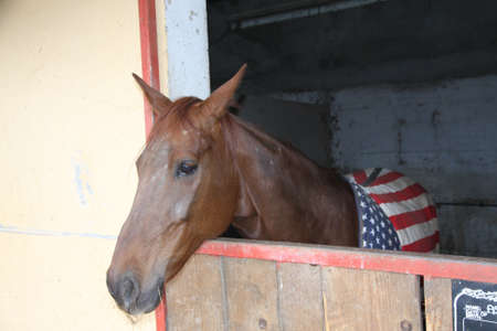 horse  before the race at the Hippodromeの写真素材