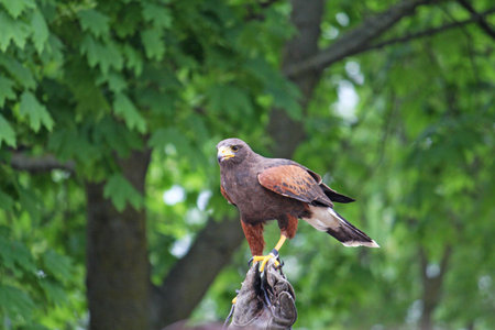 glove of a brave Falconer  that trains a mighty fly Falcon commanded