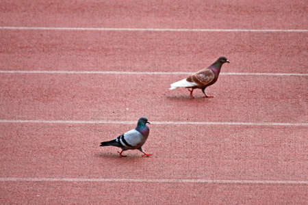 colombo and a pigeon during a track raceの写真素材