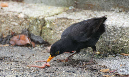 Black Blackbird hunting with a worm in the yellow beakの写真素材