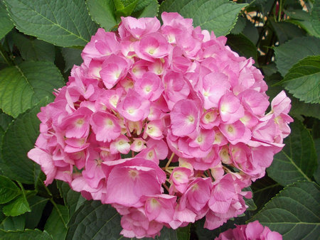 Purple hydrangeas bloomed with tiny flowers in the summer in a flowerbed