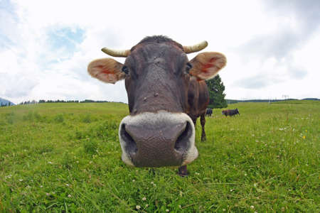 black cow grazing on alpine with eyes fixed on the lawnの写真素材