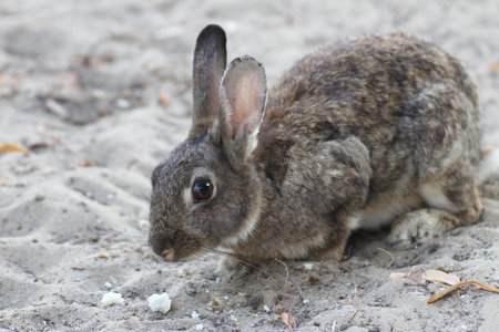 rabbit with long hair while eating the food