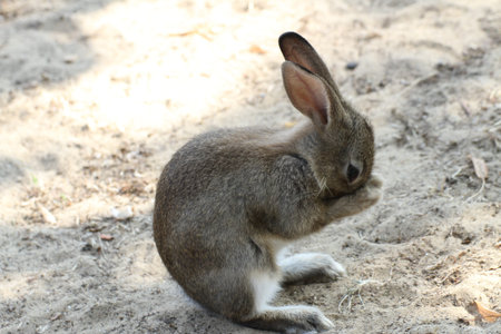 rabbit with very long ears while you clean the muzzle