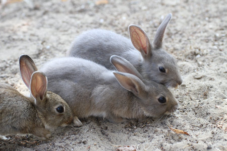 three rabbits with the soft hair and long ears