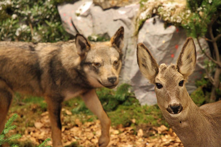 Roe deer in mortal danger with the Wolf behind him is going to bite
