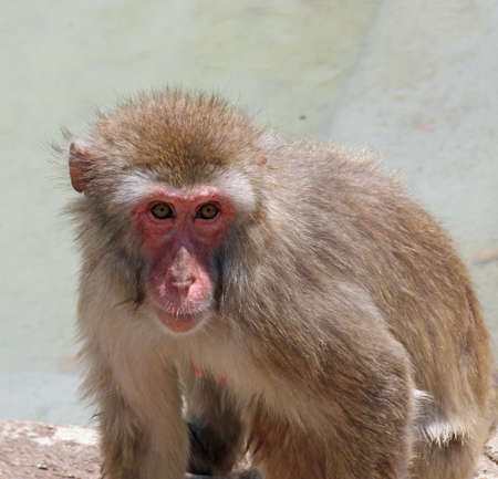 very deep and meaningful look of a macaque monkeyの写真素材