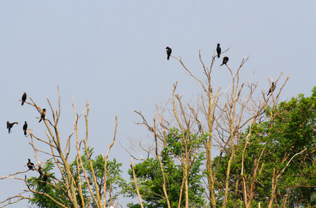 black vultures and crows in the uninhabited island as an ancient omen of death