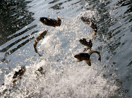 many dancing trout fish in the crystal clear waters of the pond lightの写真素材