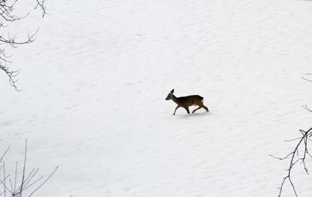 young roe deer amid the snow white in search of food during the cold winter in the mountainsの写真素材