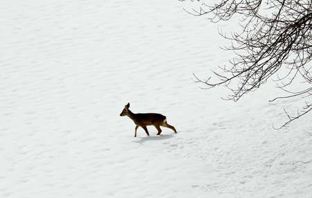 young roe deer amid the snow white in search of food during the cold winterの写真素材