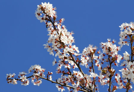 very white blooming flowers of a peach tree in bloom in spring