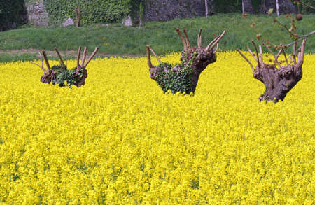 mulberry trees pruned and yellow field of rapeseed flowers in spring の写真素材