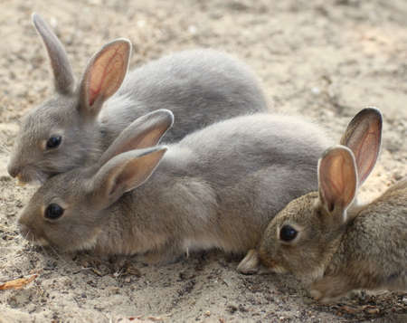 rabbits with the soft hair and long earsの写真素材
