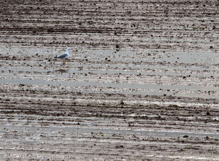White Gull isolated on a field of Earth just overflooded by torrential rainの写真素材