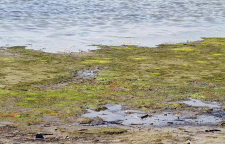 green Marsh with brackish water in an area of natural park