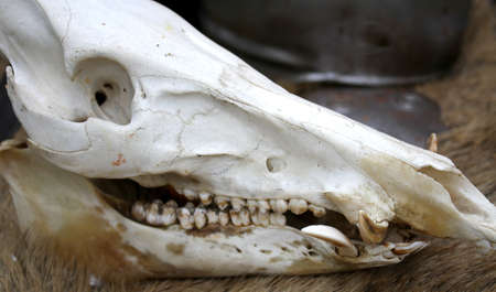 awesome skull of a dead animal in the far westの写真素材