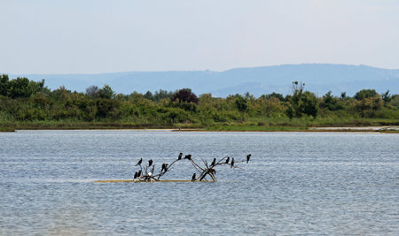 birds perched on the branch of a tree in an aquatic nature reserveの写真素材