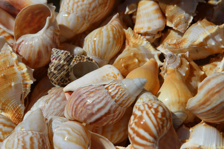 Collection of shells collected in the sea for collectors
