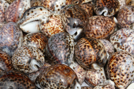 Collection of beautiful sea shells collected in the ocean for collectors