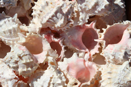 Collection of beautiful sea shells collected in the seaの写真素材