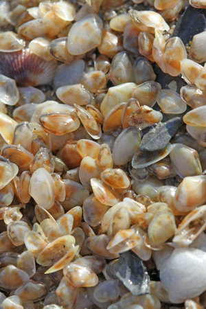collection of tiny telline shells on the Sea Beach