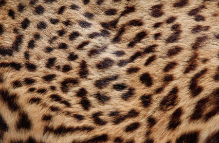 fantastic shiny Leopard fur with the classic dark shapes 2の写真素材
