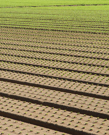 long row of seedlings growing in the agricultural field 2の写真素材