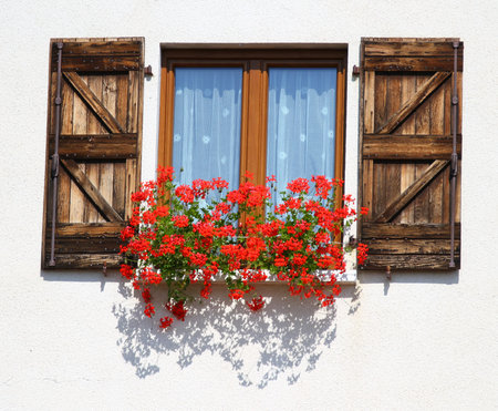 splendid flowering window with pots of Geraniums bloomingの写真素材