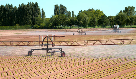 large intensive irrigation in vegetable field in summer