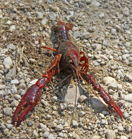 huge red shrimp on the shore of the stream with the gigantic claws