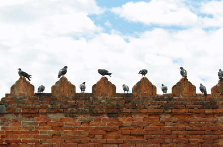 Group of pigeons and doves on spires of castle wallの写真素材